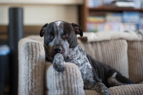 Dog-on-couch-photo-for-blog-post-B-K-April Kansas City Furniture Cleaners Get Rid of Those Pet Odors